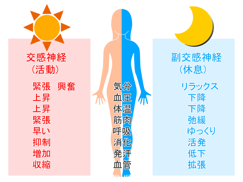 交感神経の働き(活動)と副交感神経の働き(リラックス)