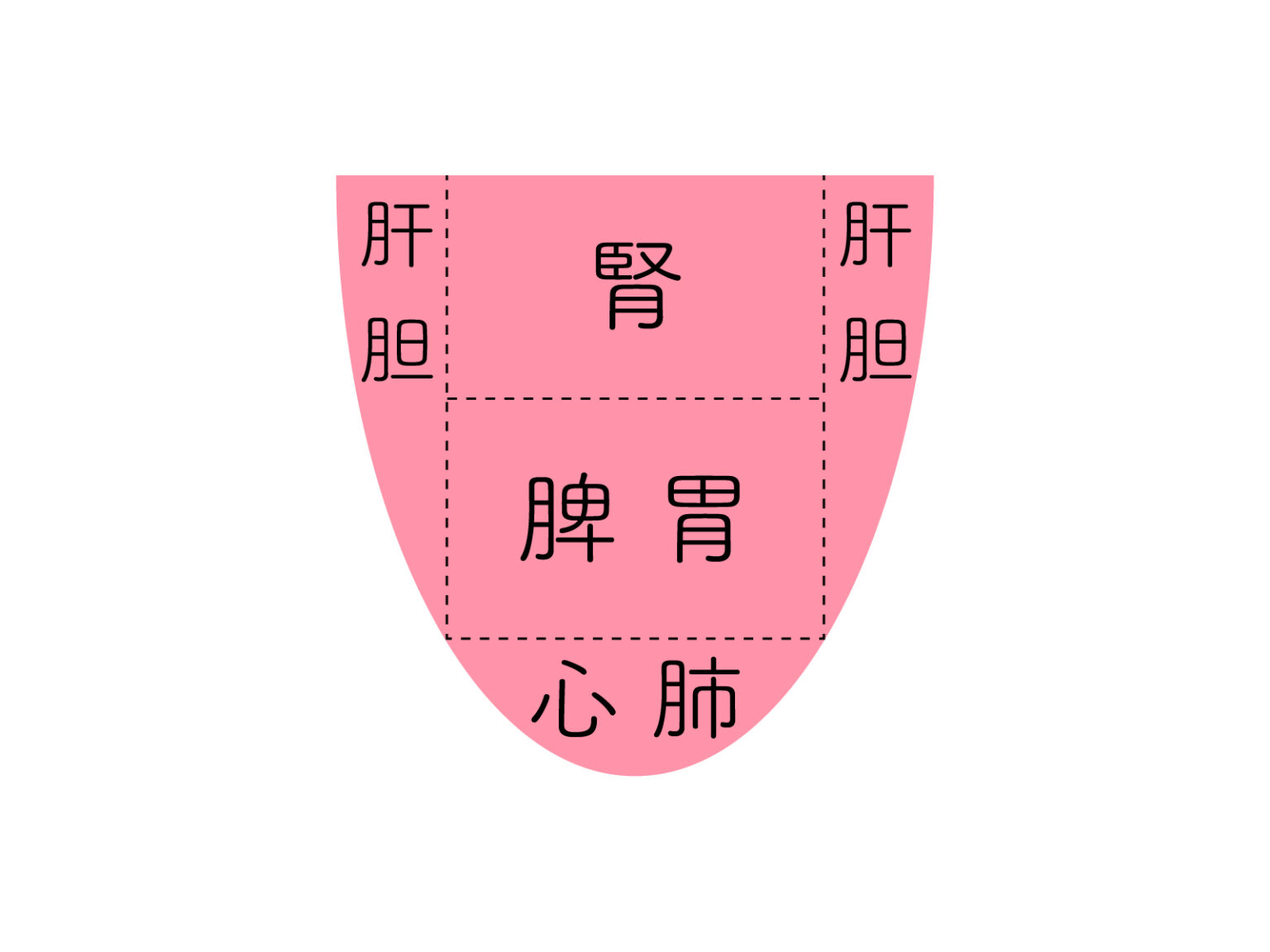 漢方での舌診の考え方～東洋医学での舌診について簡単に写真で解説します | 大阪府吹田市江坂の漢方・薬膳専門店｜灯心堂漢方薬局